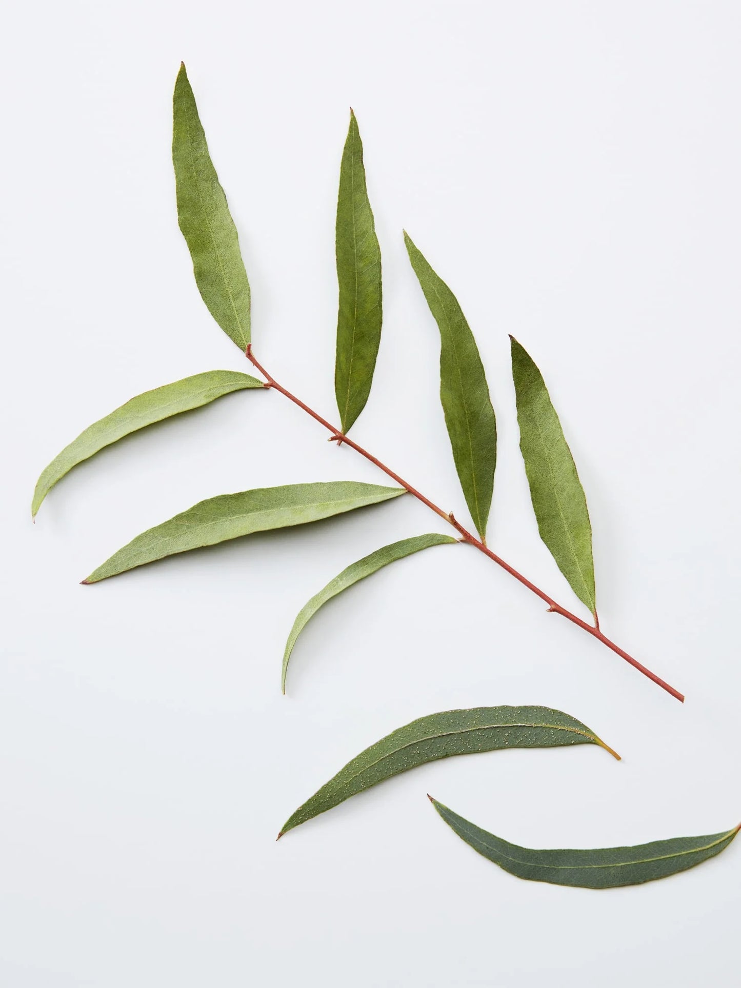 Hair&Body 3-in-1 Chamomile + Pine 450.0 ML - Bath & shower