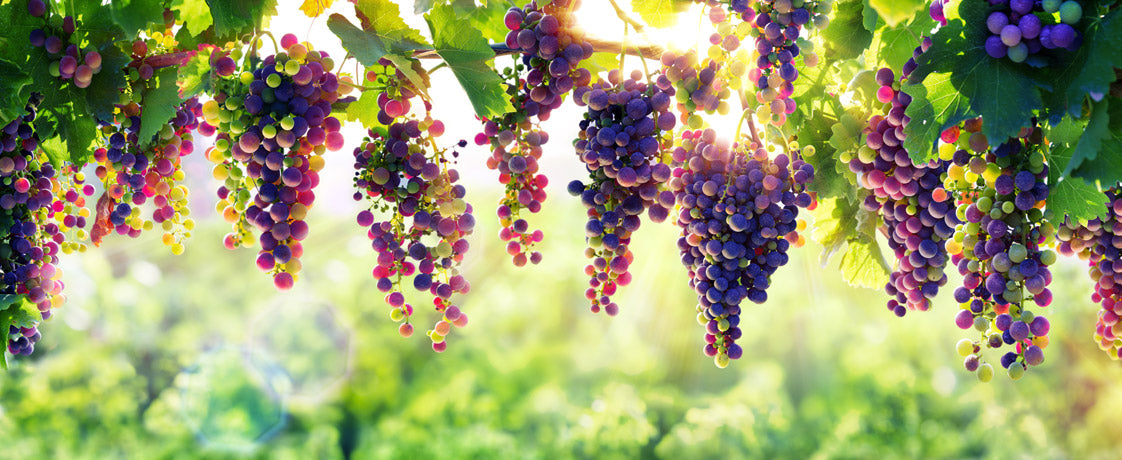 Doftljus Prosecco - Vineyard Candles