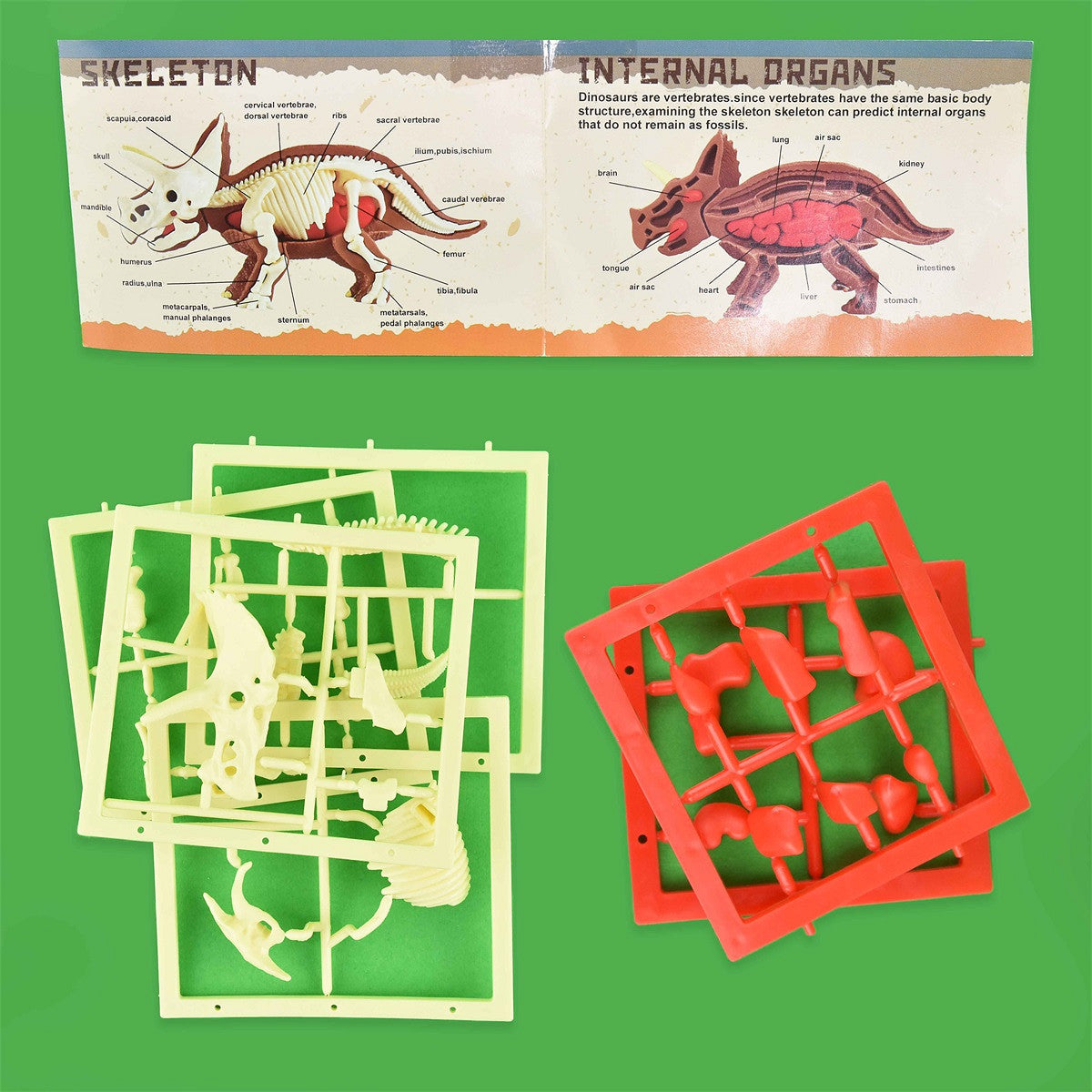 DINOSAUR ANATOMY PUZZLE 3D 32pcs 15cm
