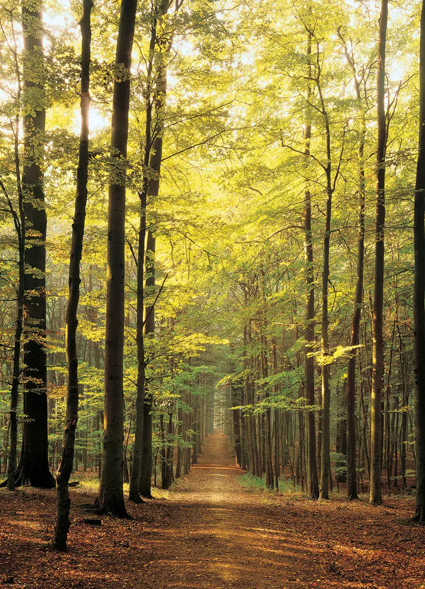 EuroGraphics Pussel Forest Path 1000 bitar