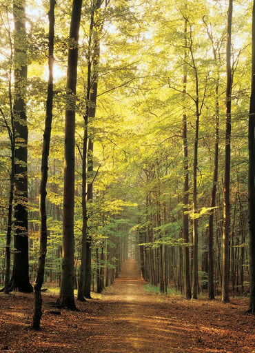 EuroGraphics Pussel Forest Path 1000 bitar